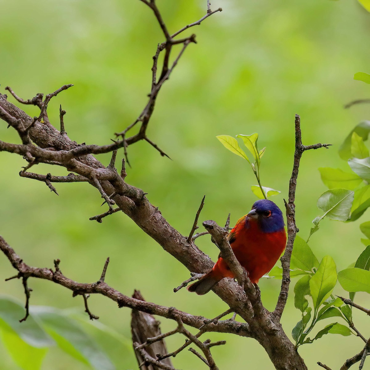 Painted Bunting - ML619170478