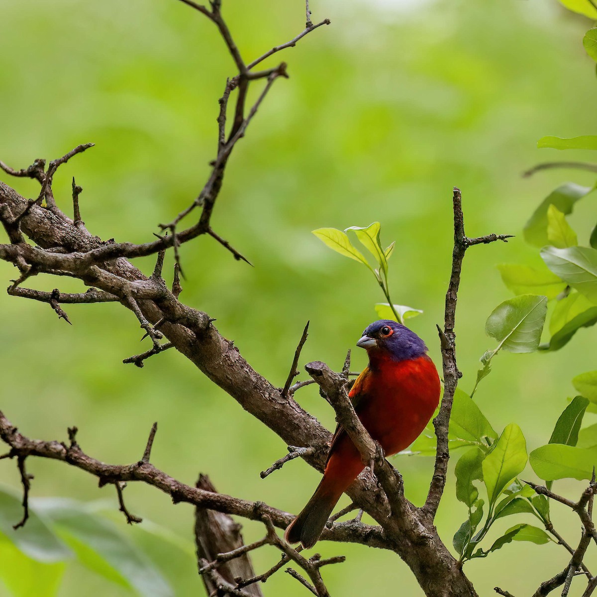 Painted Bunting - ML619170479