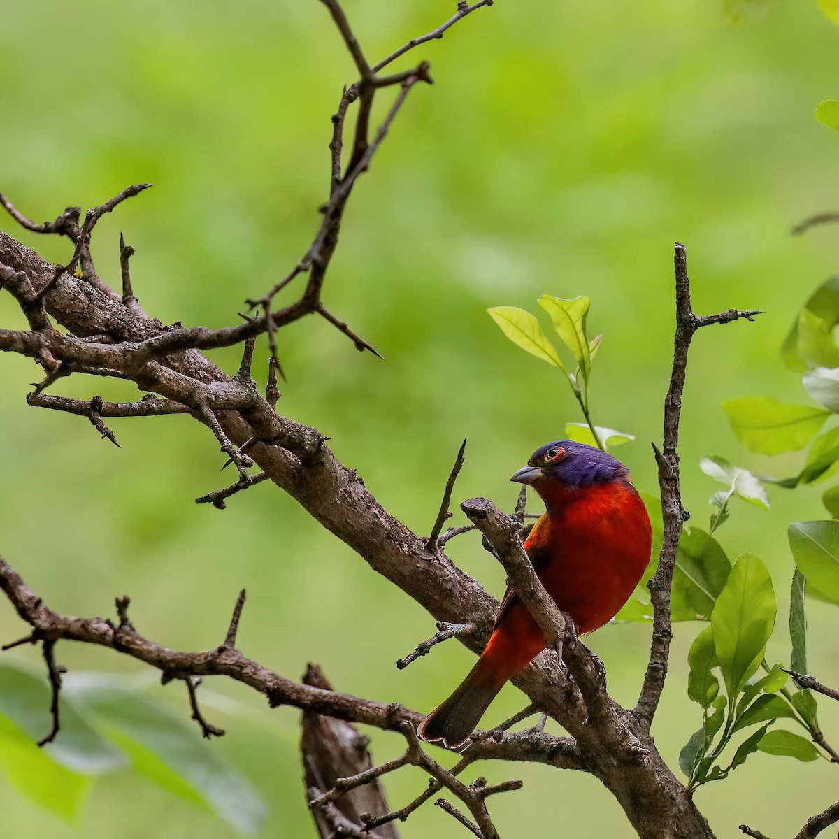 Painted Bunting - ML619170480