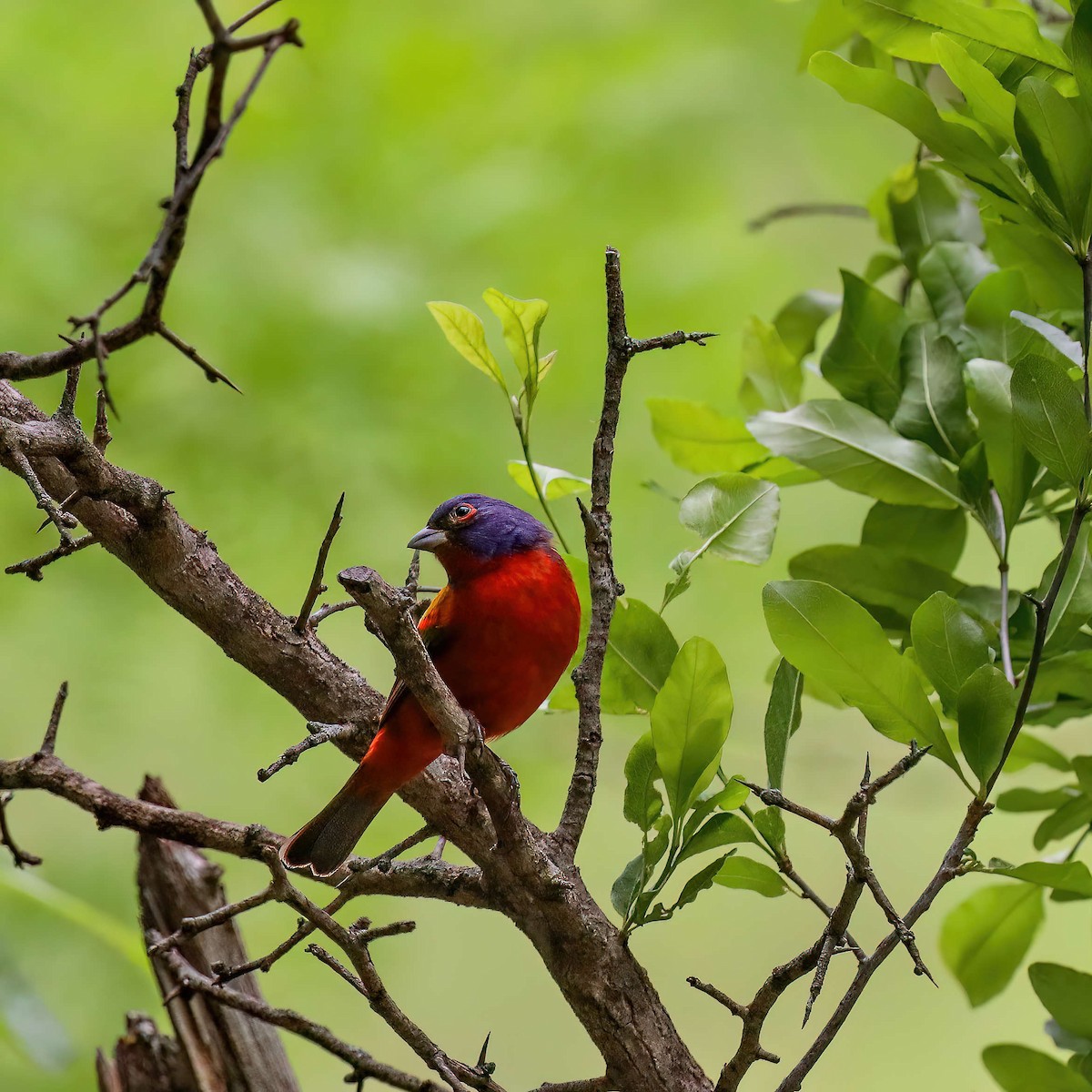 Painted Bunting - ML619170481