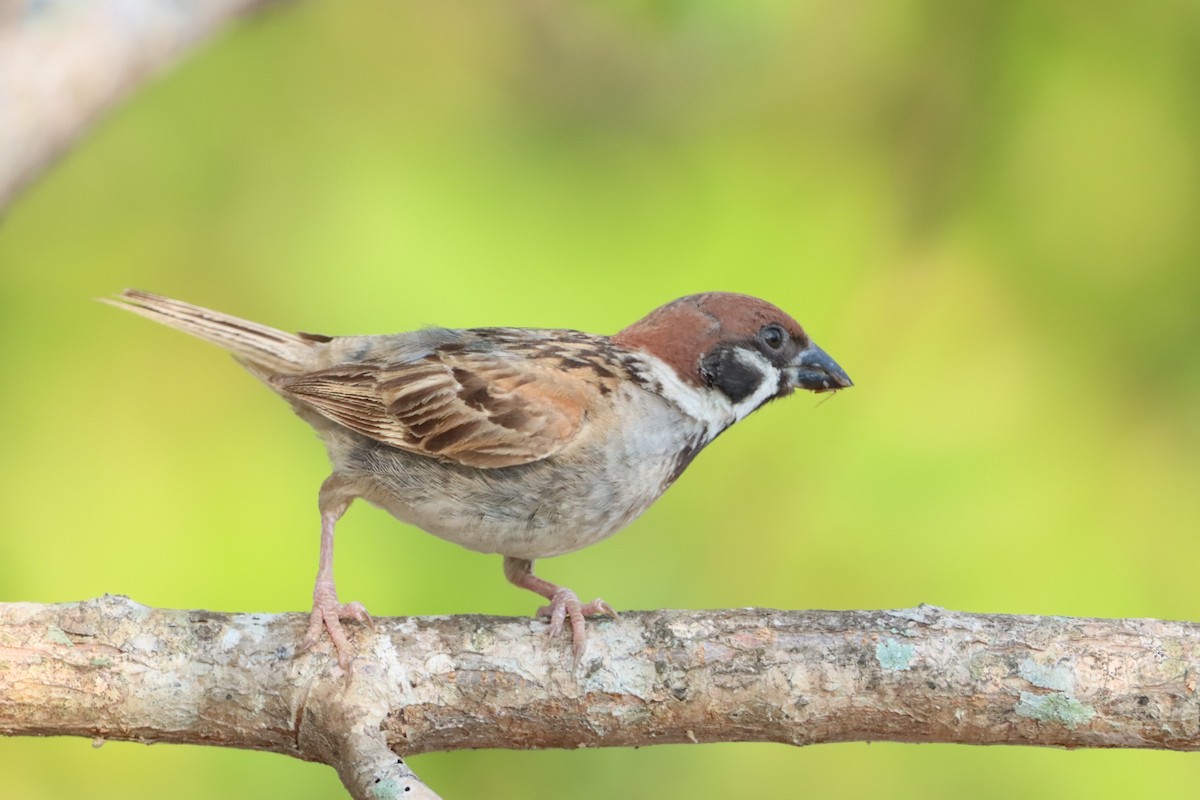 Eurasian Tree Sparrow - ML619170563