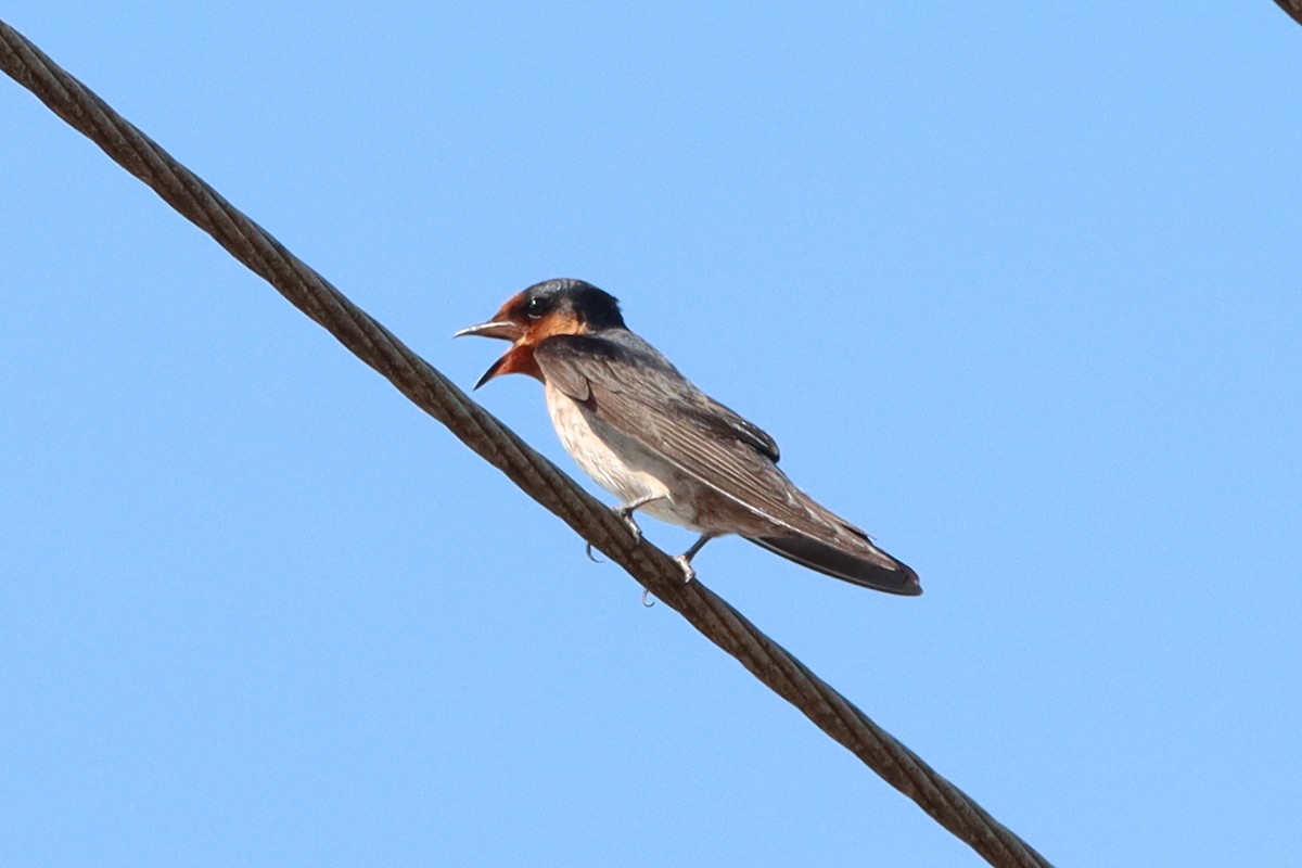 Pacific Swallow - ML619170570
