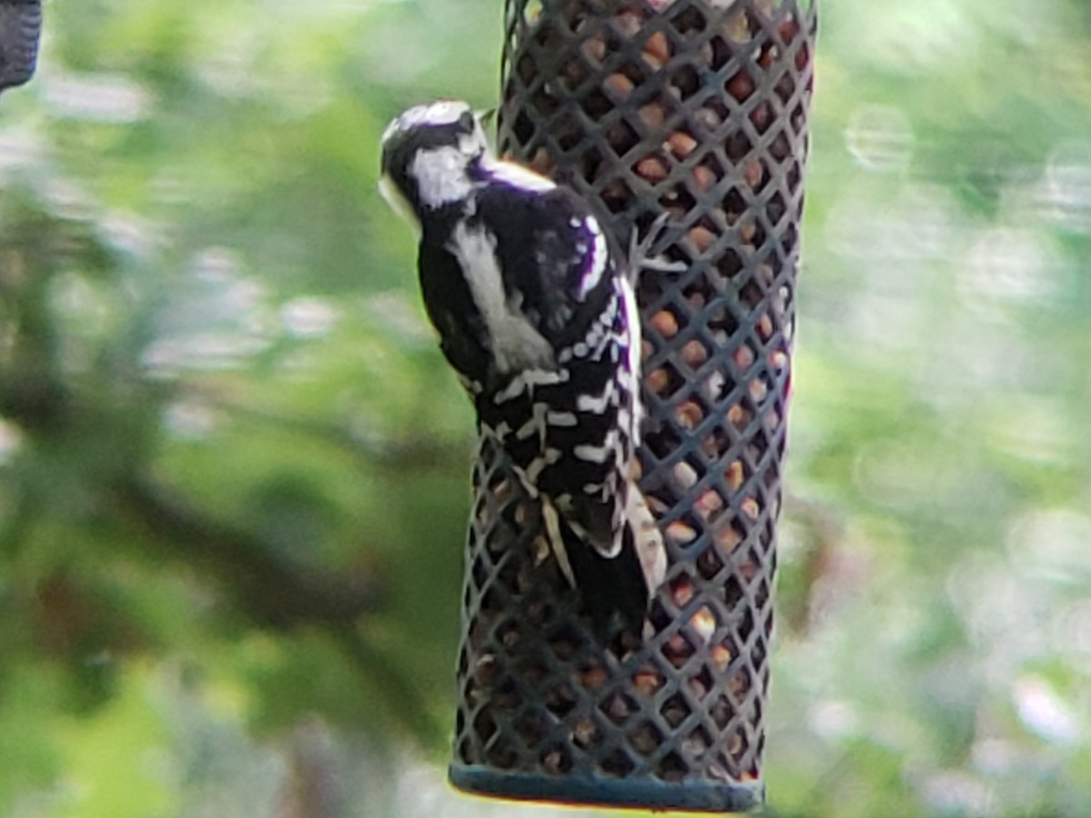 Downy Woodpecker - ML619170607