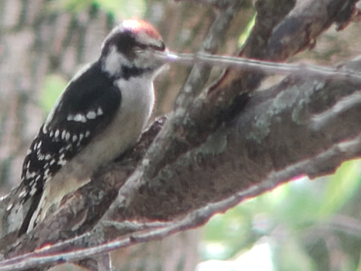 Hairy Woodpecker - ML619170690