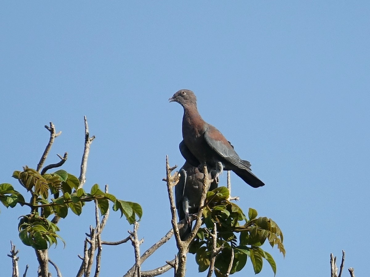 holub středoamerický - ML619170734