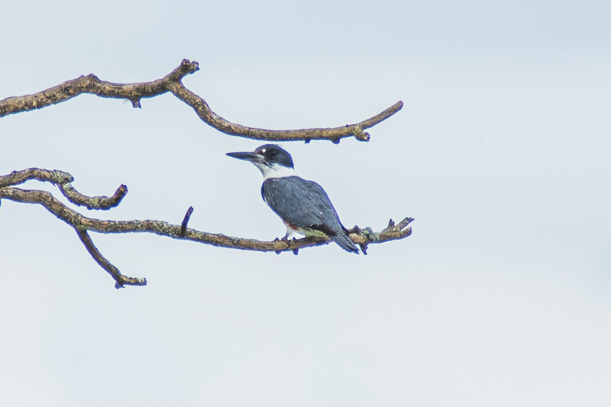 Belted Kingfisher - ML619170799