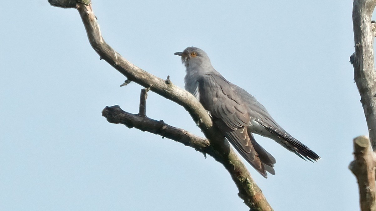 Common Cuckoo - ML619170856