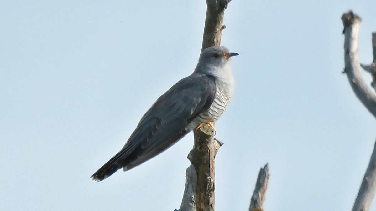 Common Cuckoo - ML619170858