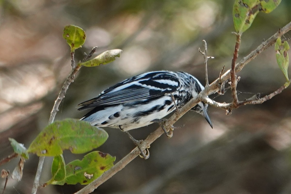 Black-and-white Warbler - ML619170867
