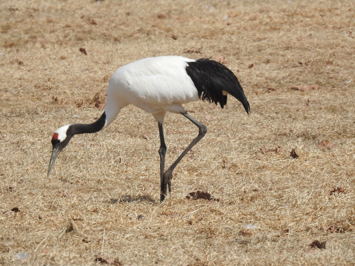Red-crowned Crane - ML619170922