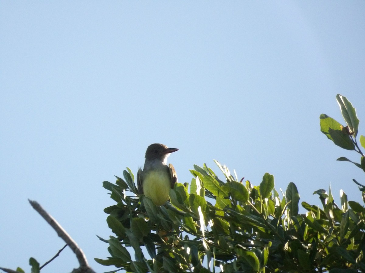 Great Crested Flycatcher - ML619170933