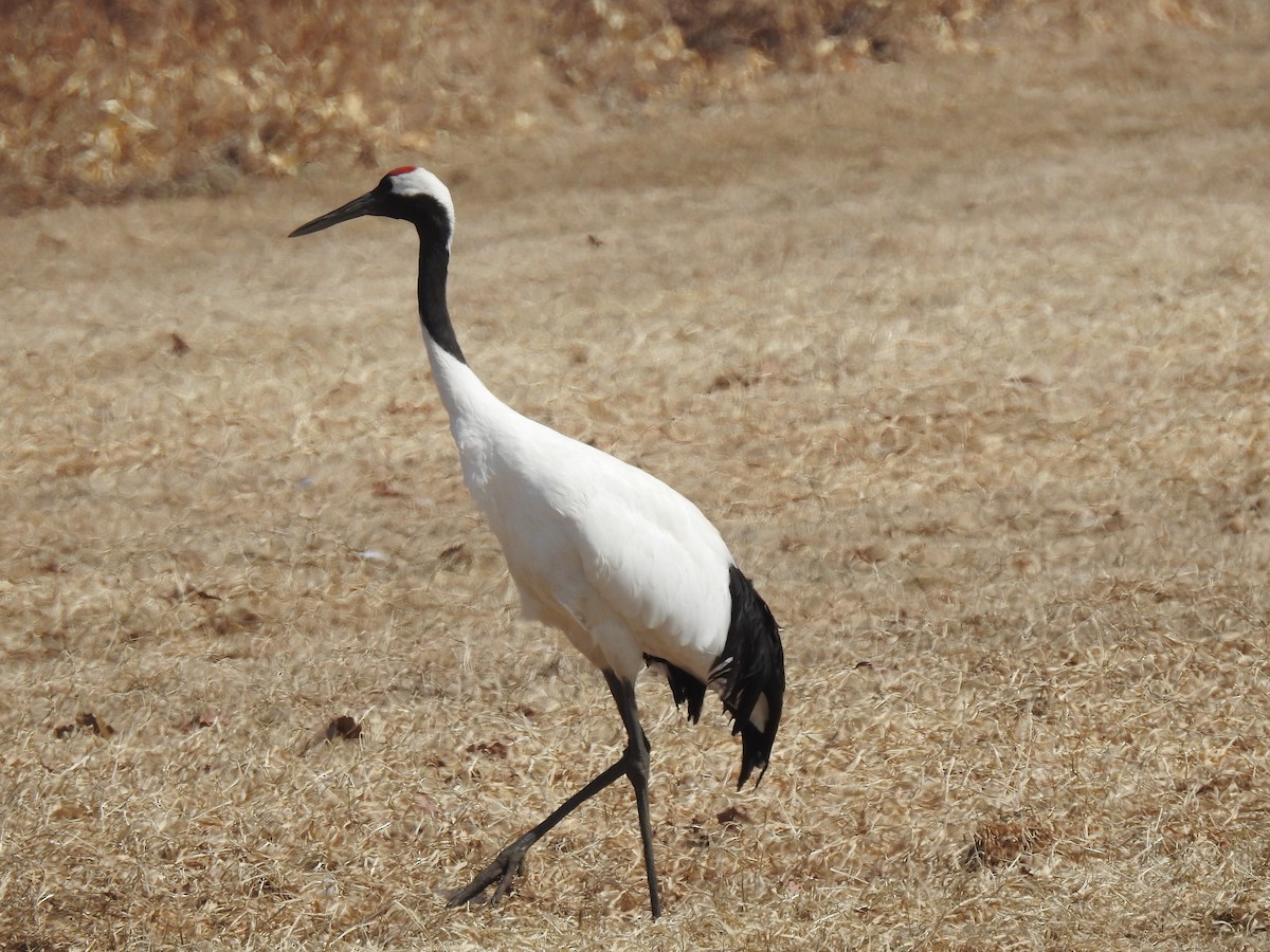 Red-crowned Crane - ML619170958