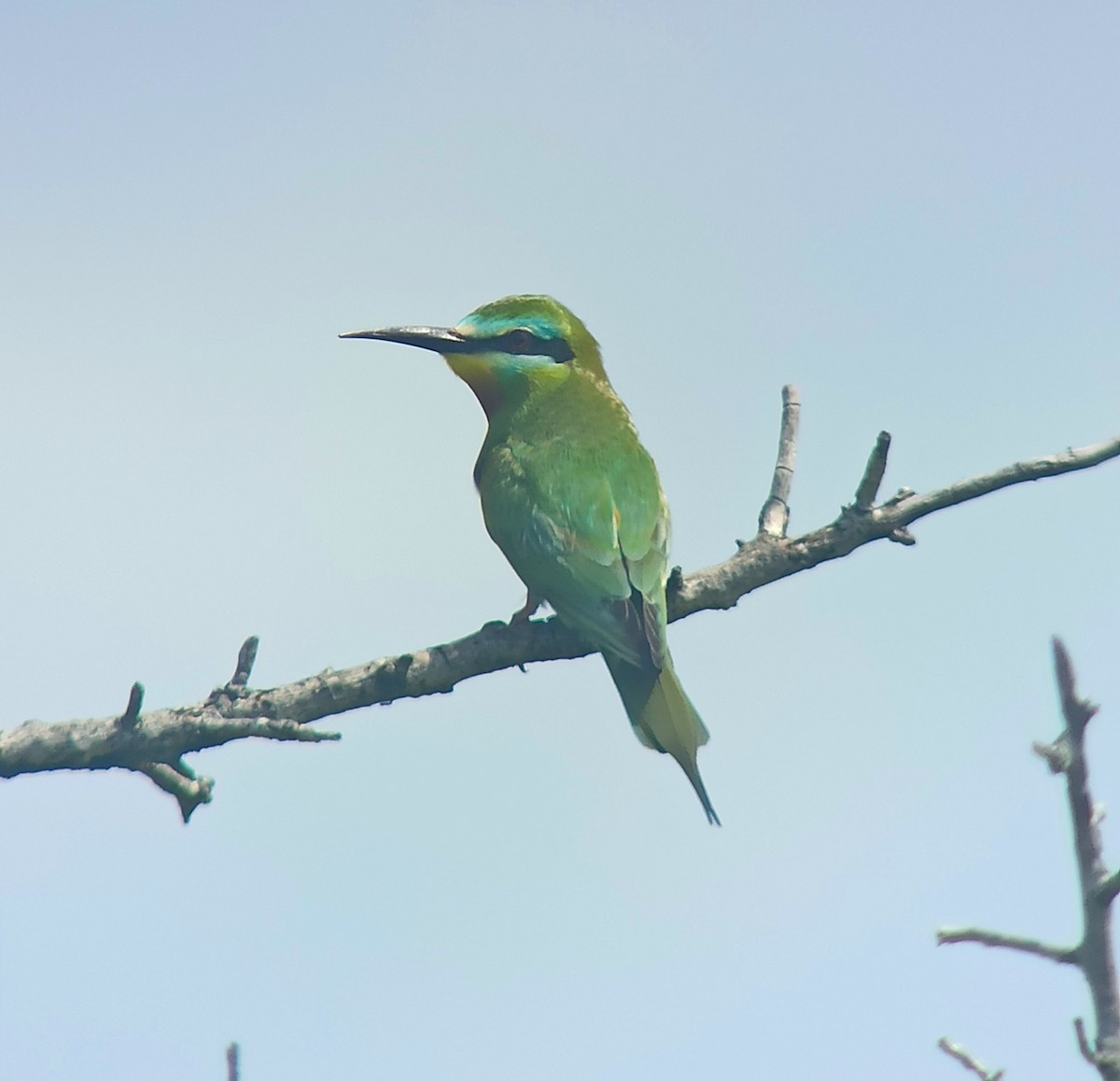 Blue-cheeked Bee-eater - ML619170970