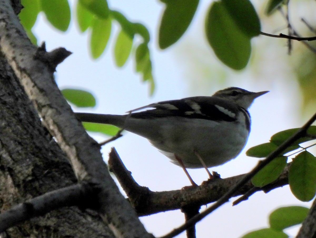 Forest Wagtail - ML619170976