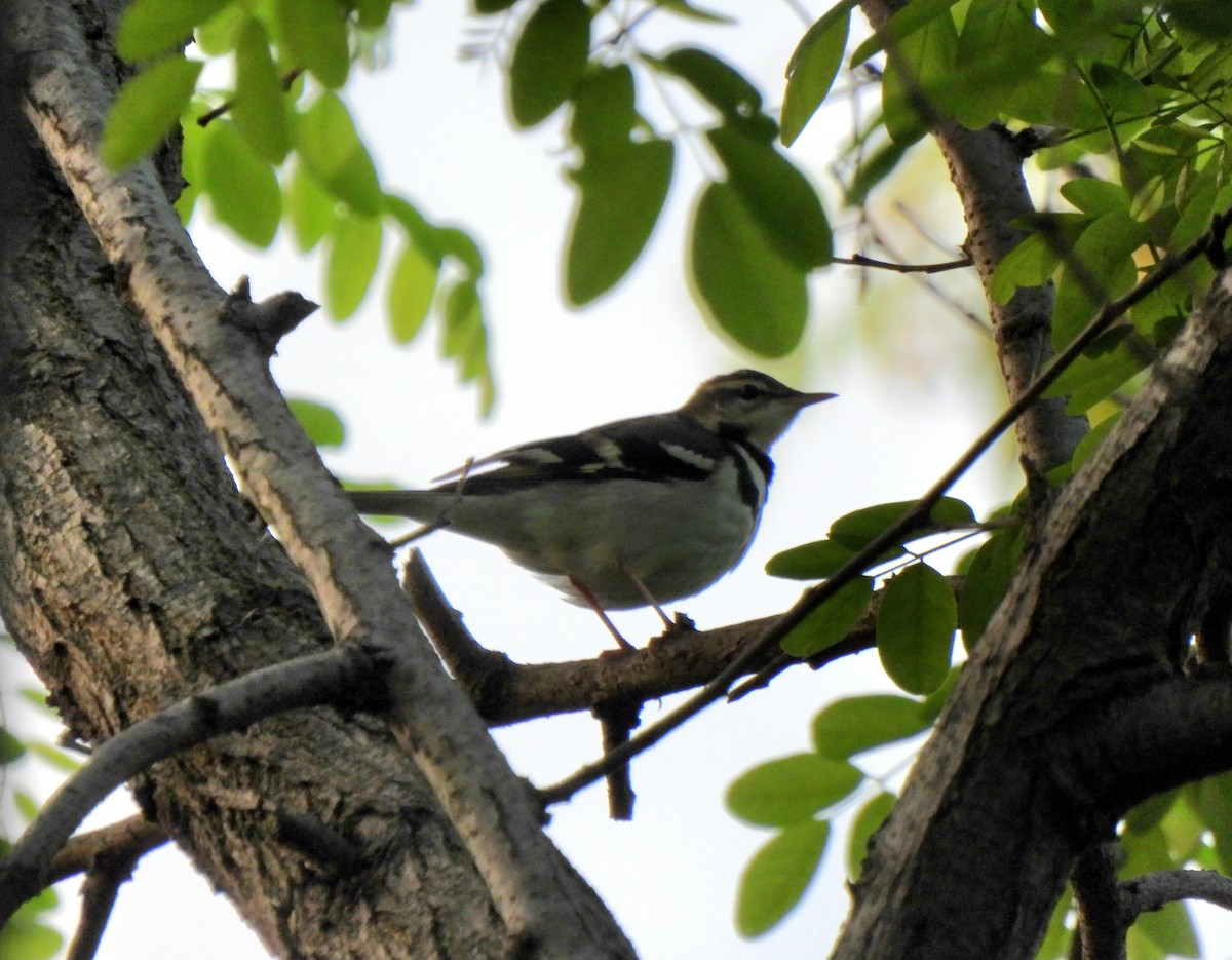 Forest Wagtail - ML619170977