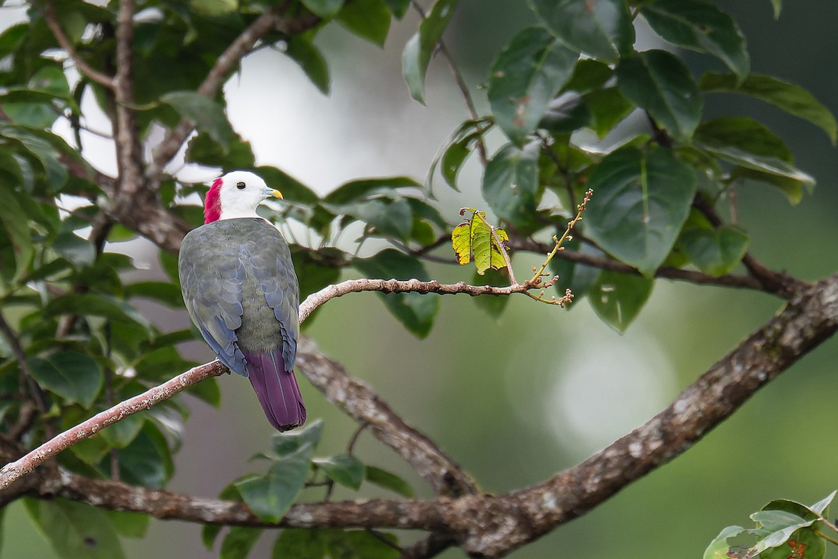 Red-naped Fruit-Dove - ML619170993
