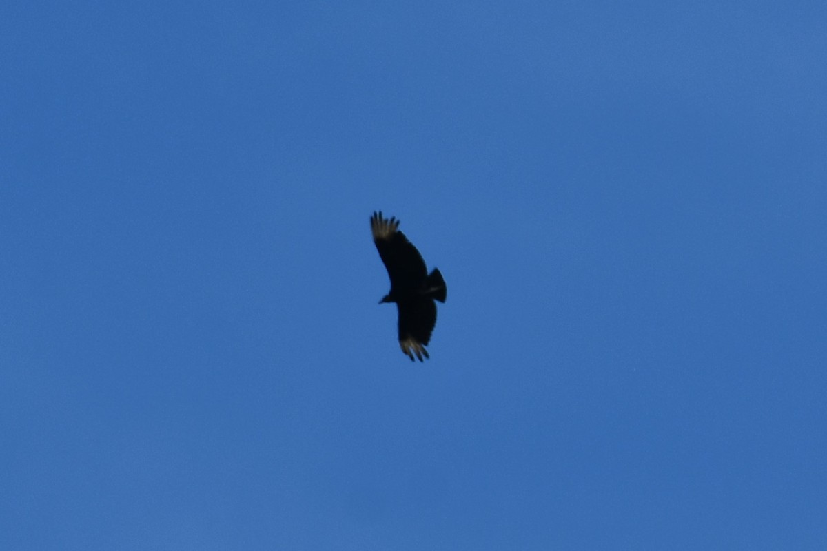 Black Vulture - ML619171004