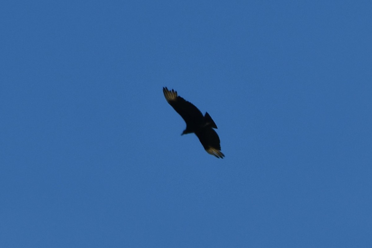 Black Vulture - ML619171005