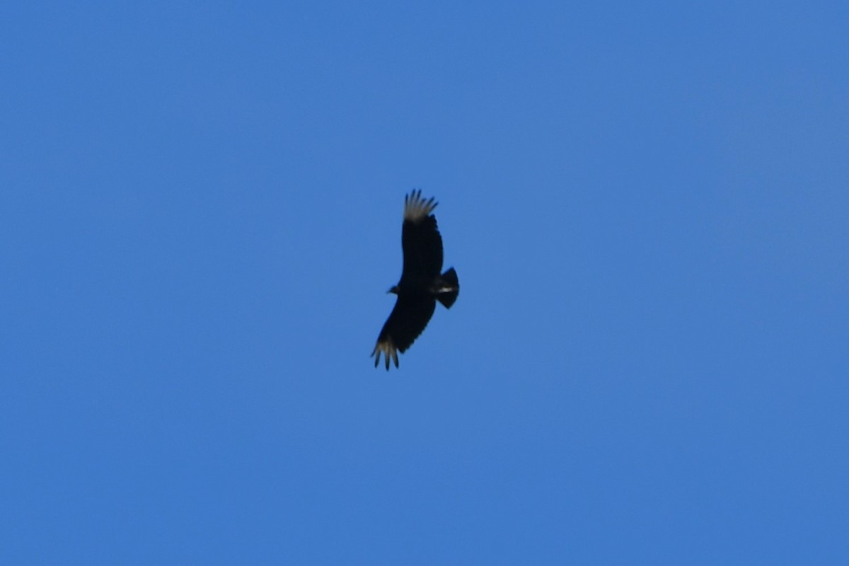 Black Vulture - ML619171006