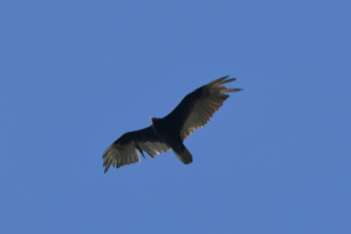 Turkey Vulture - ML619171012