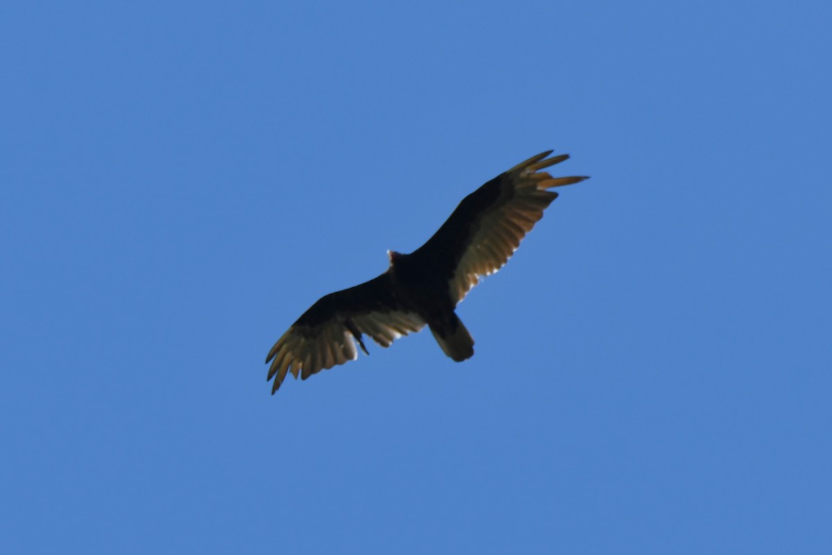 Turkey Vulture - ML619171013