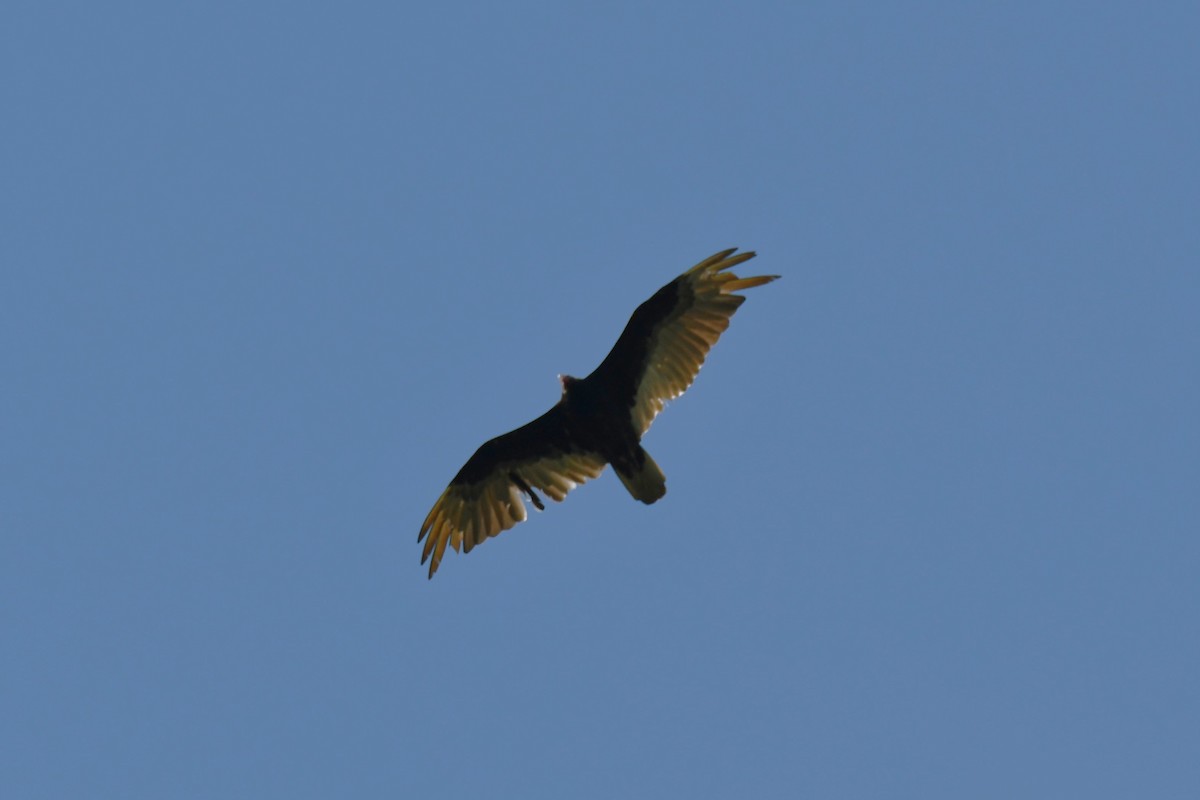 Turkey Vulture - ML619171014