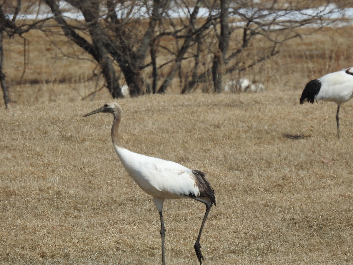 Red-crowned Crane - ML619171022
