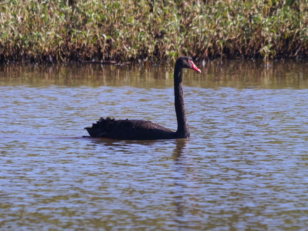 Black Swan - ML619171045