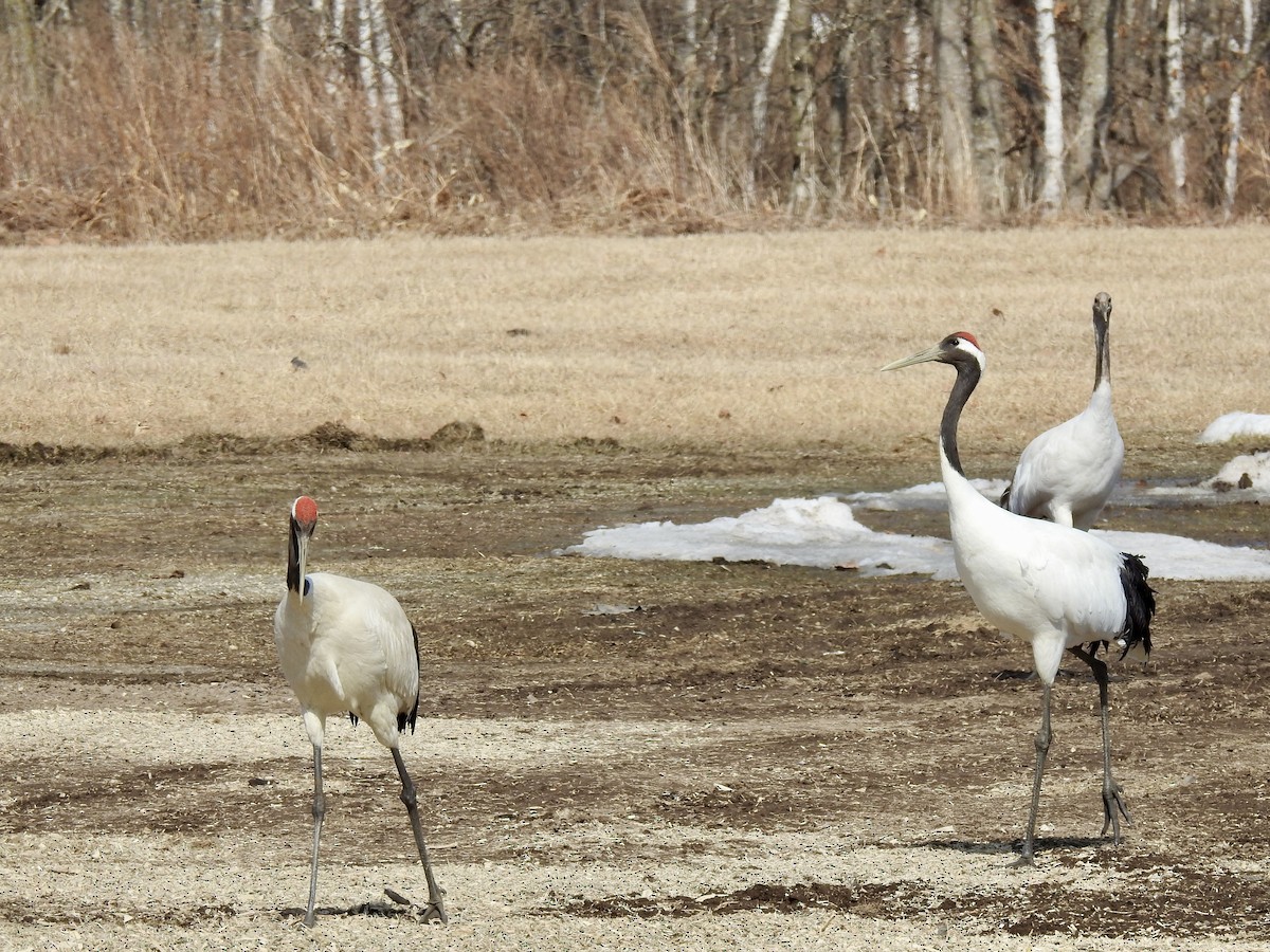 Red-crowned Crane - ML619171089