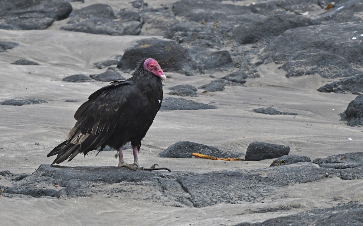 Turkey Vulture (South Temperate) - ML619171103