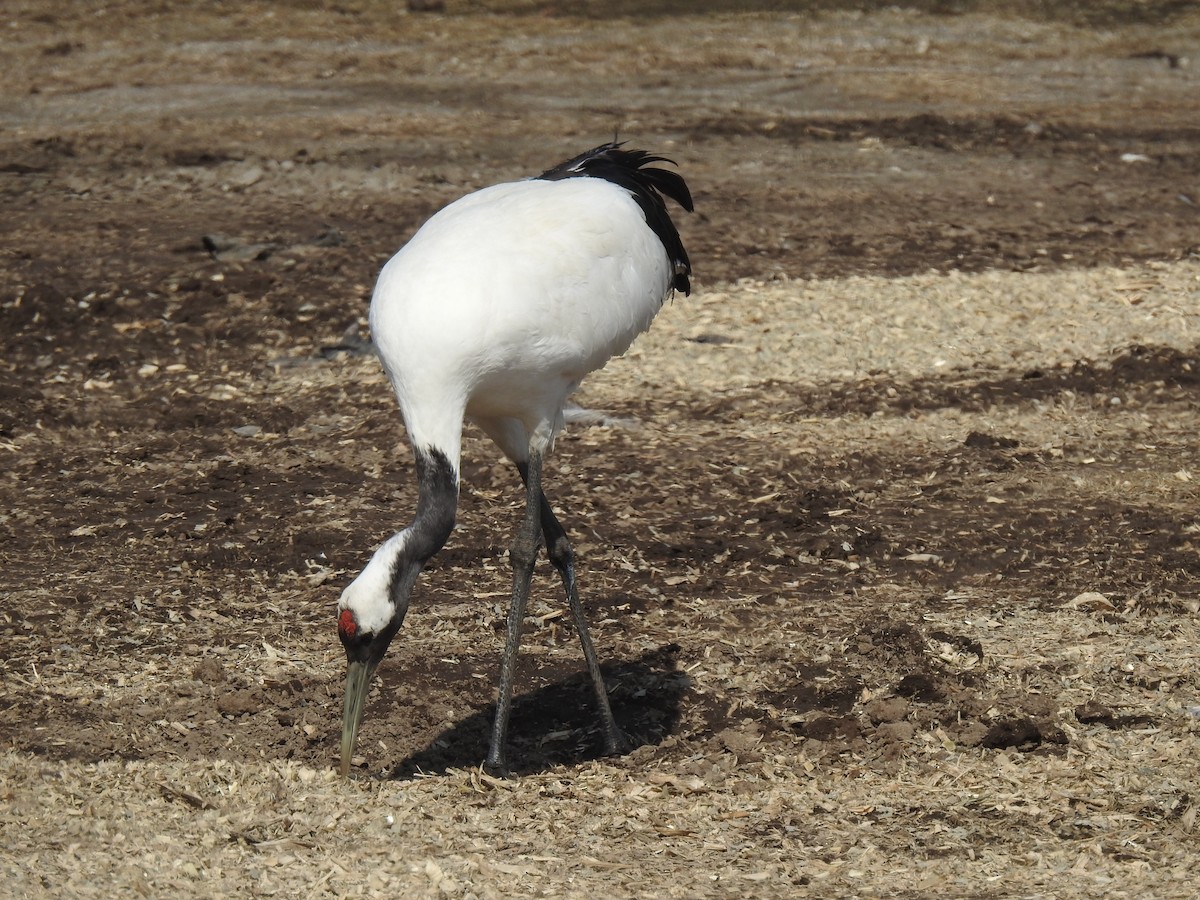 Red-crowned Crane - ML619171112