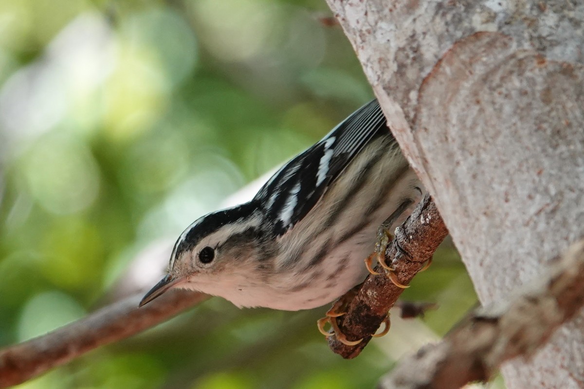 Black-and-white Warbler - ML619171146