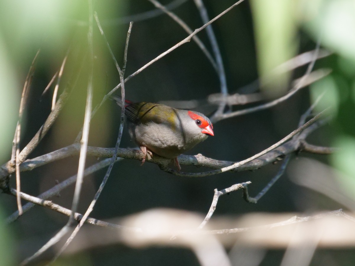 Red-browed Firetail - ML619171159
