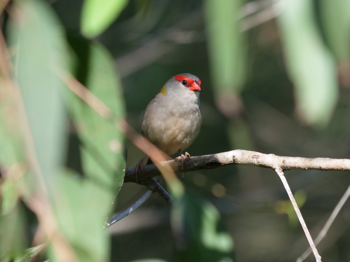 Red-browed Firetail - ML619171164