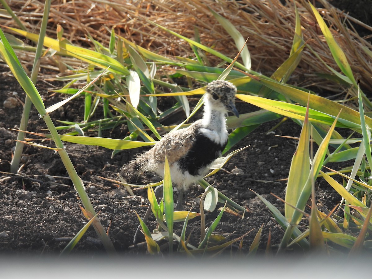 Spur-winged Lapwing - ML619171167