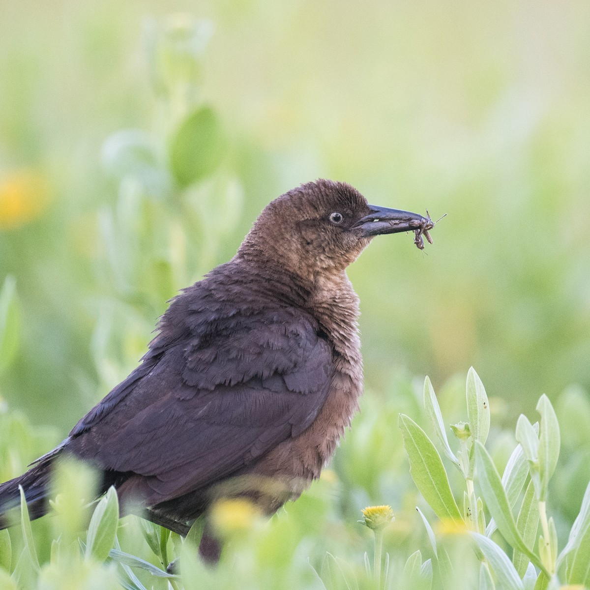 Boat-tailed Grackle - ML619171171