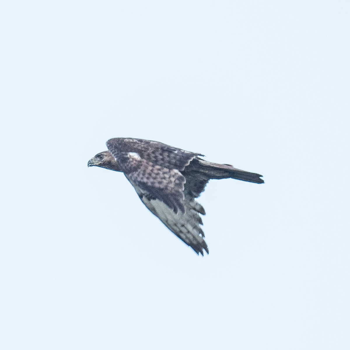 Red-tailed Hawk - ML619171222
