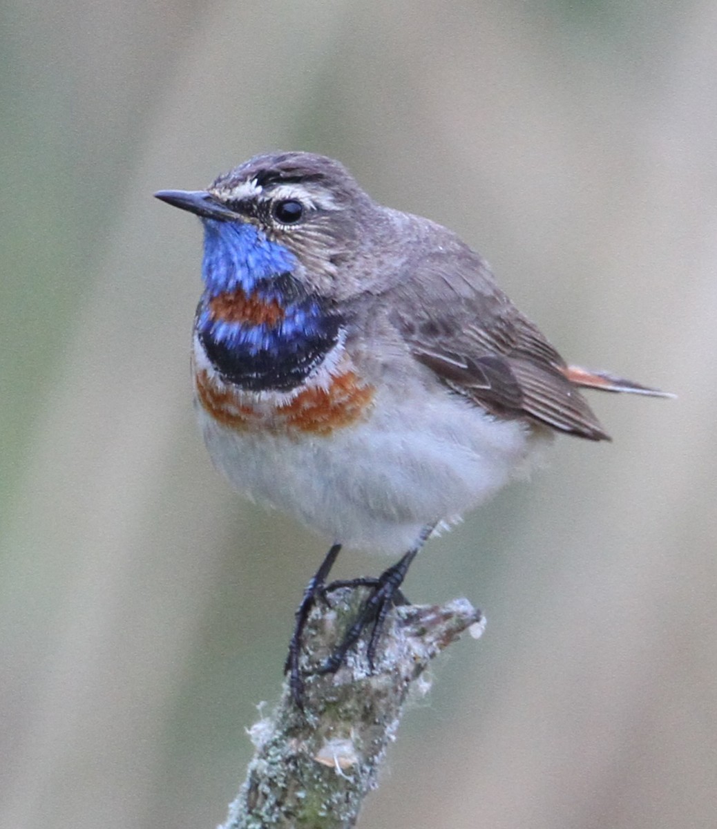 Bluethroat (Red-spotted) - ML619171229