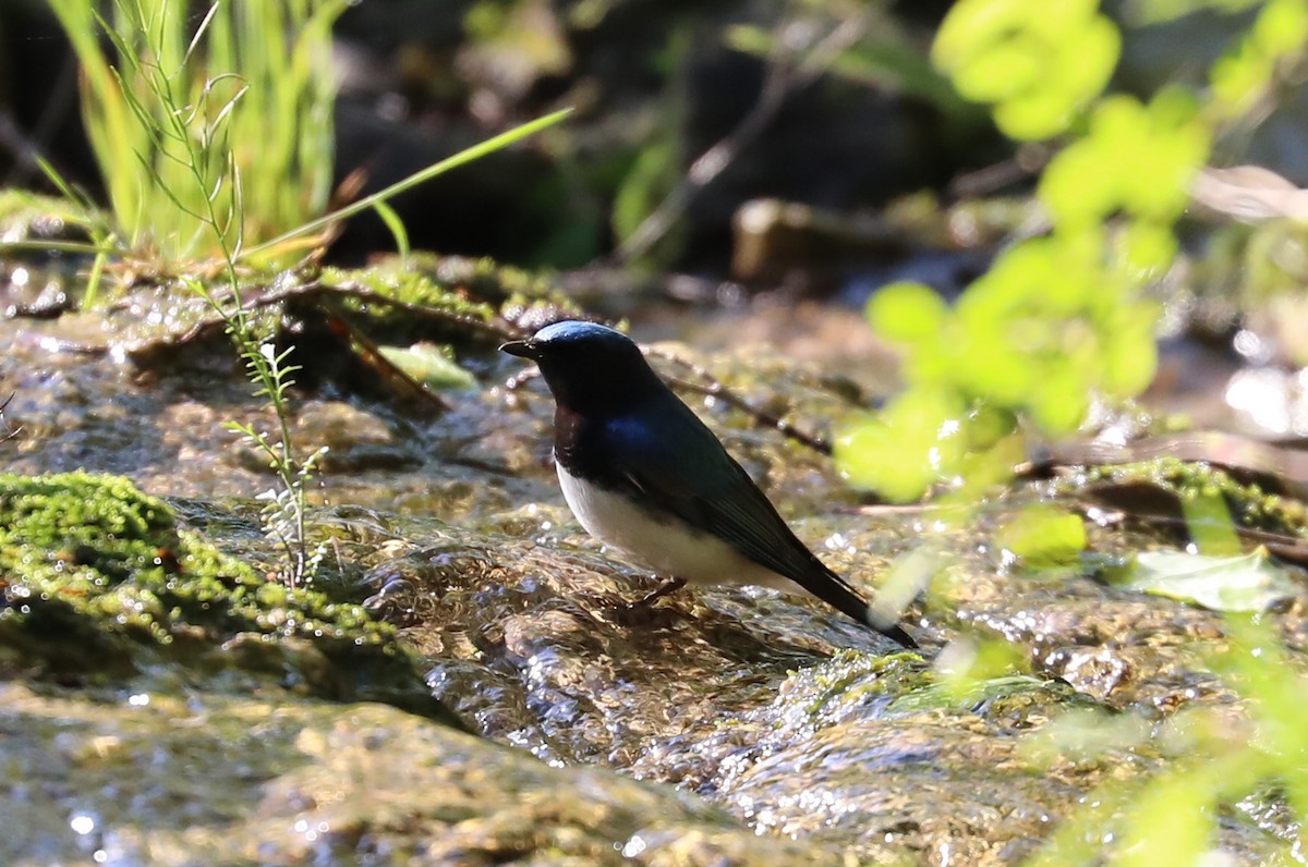Blue-and-white Flycatcher - ML619171235