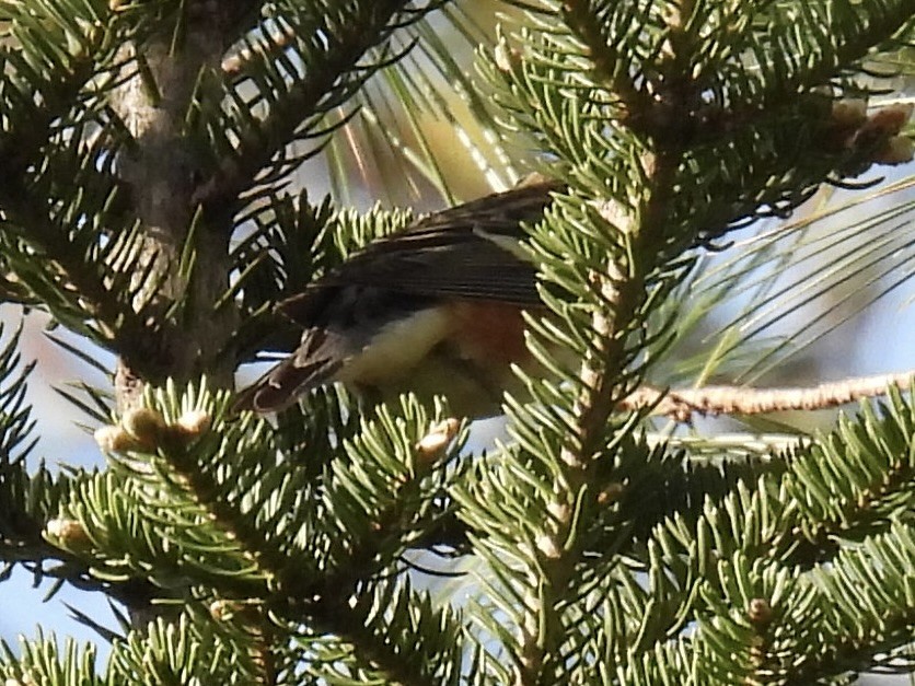 Bay-breasted Warbler - ML619171275