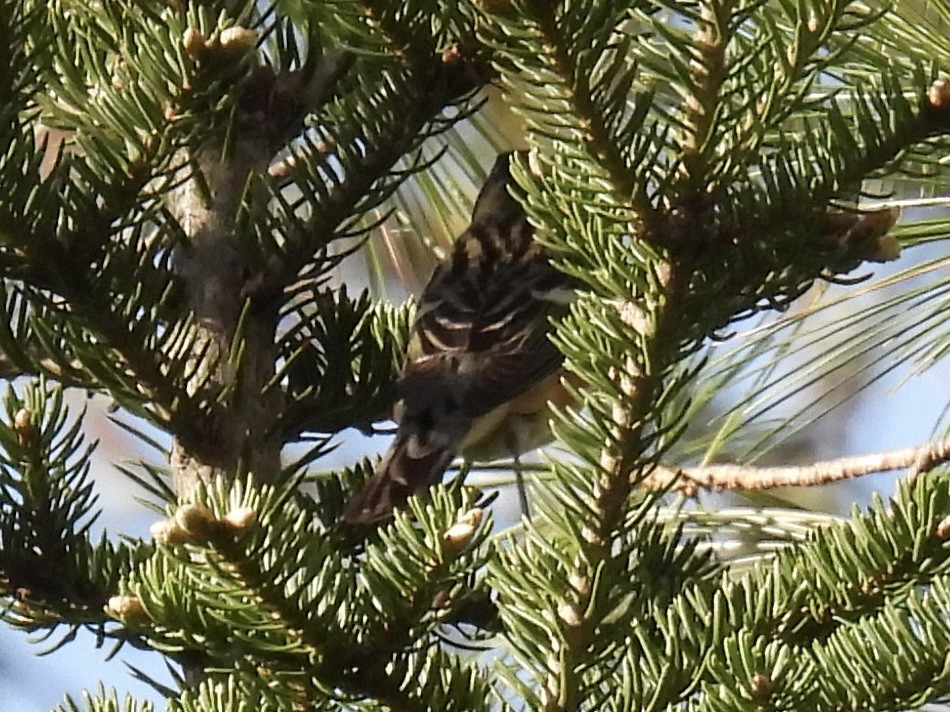 Bay-breasted Warbler - ML619171276