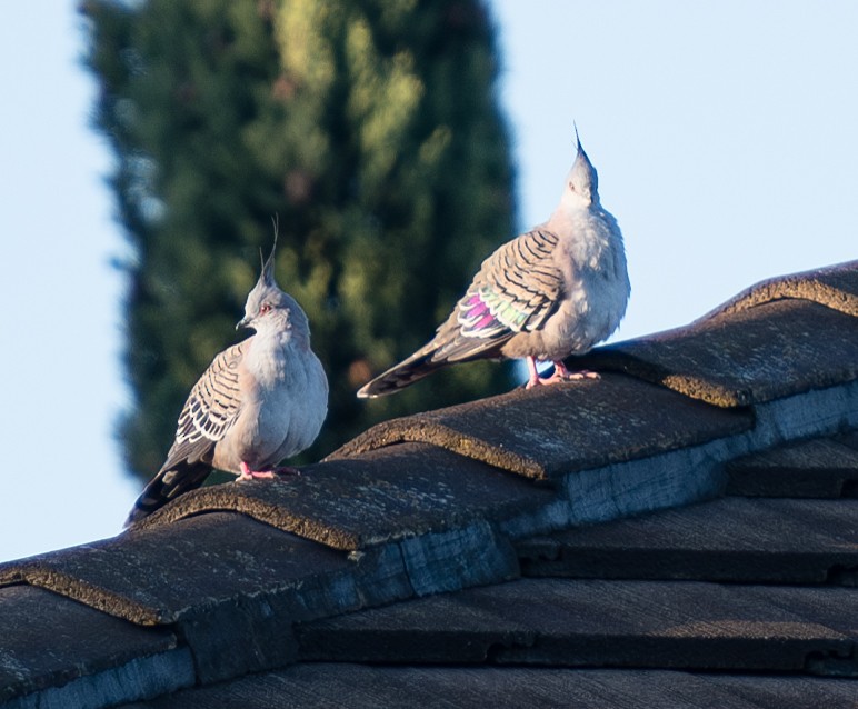 Crested Pigeon - ML619171291