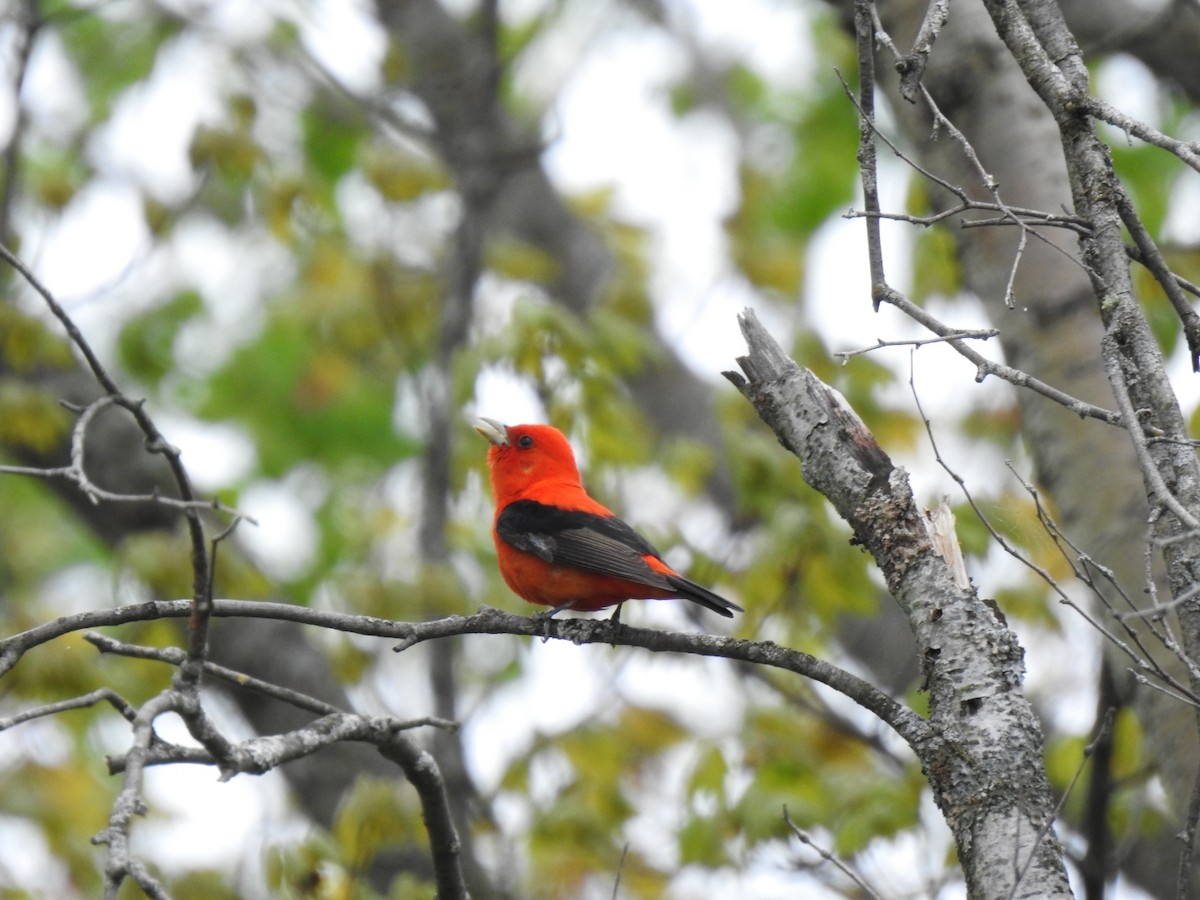 Scarlet Tanager - ML619171294