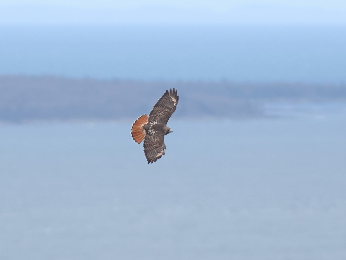 Red-tailed Hawk - ML619171335