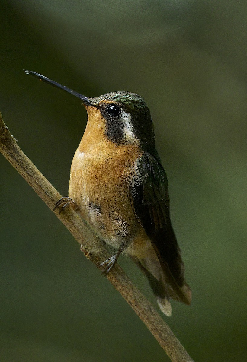 kolibřík fialovohrdlý - ML619171349