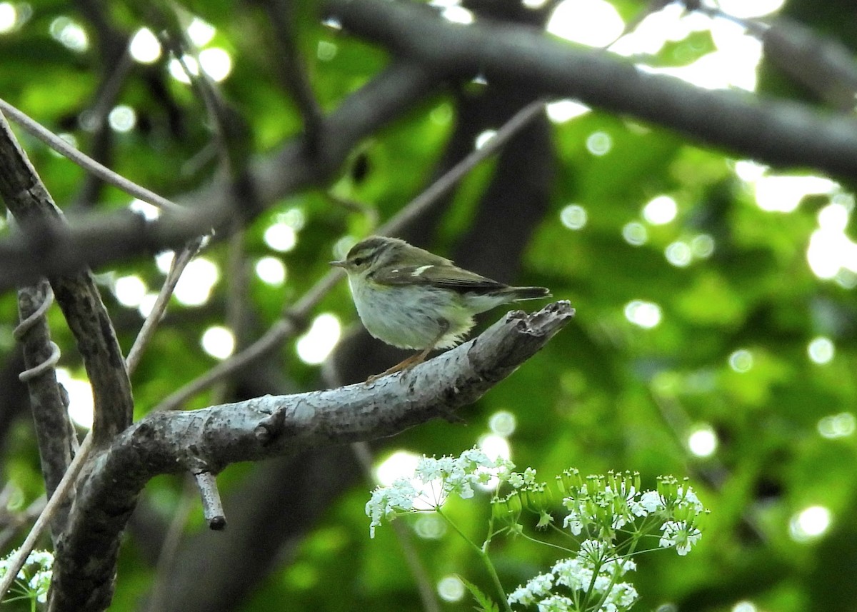 Yellow-browed Warbler - ML619171370