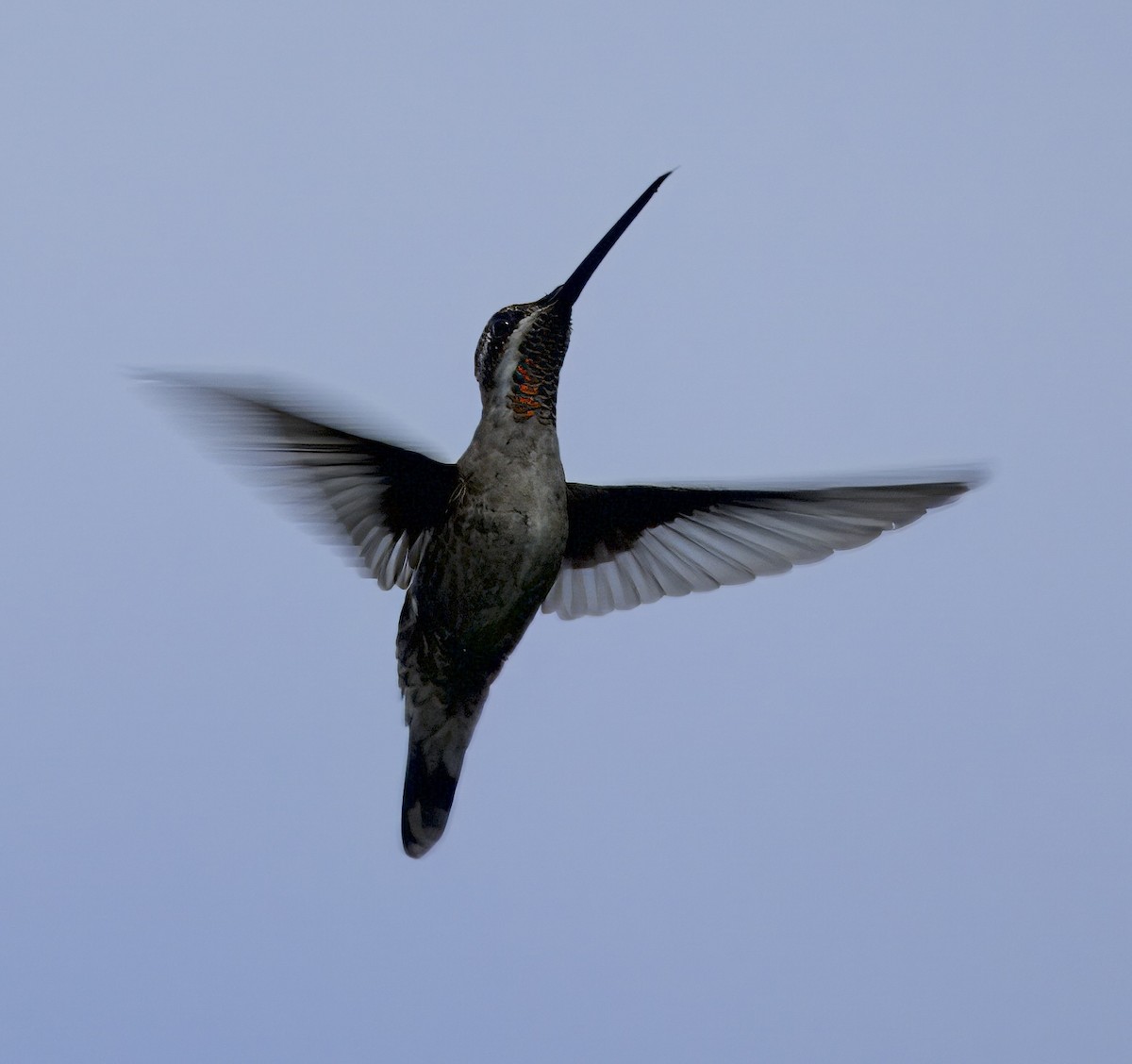 kolibřík achátový - ML619171387