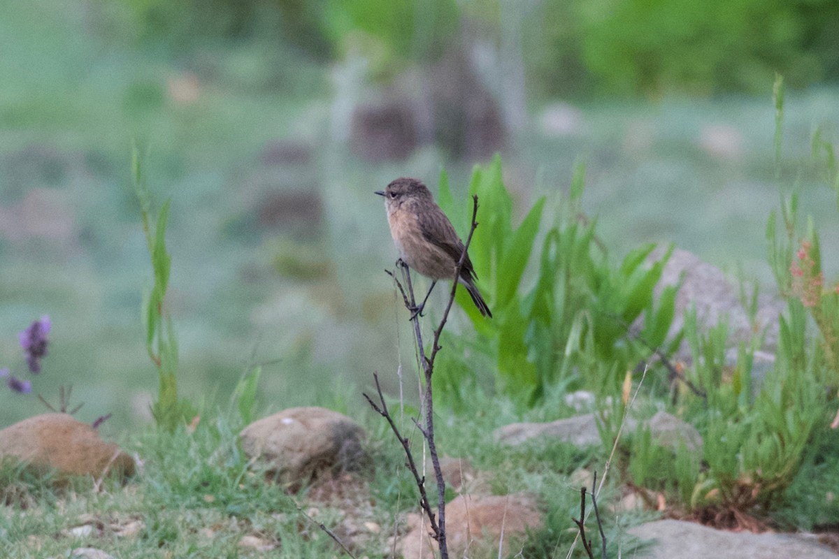 African Stonechat - ML619171493