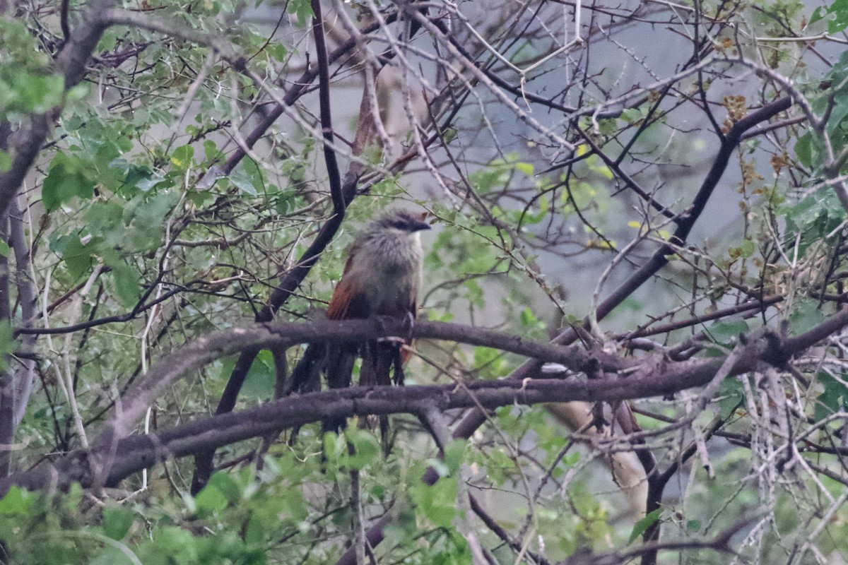 White-browed Coucal - ML619171550