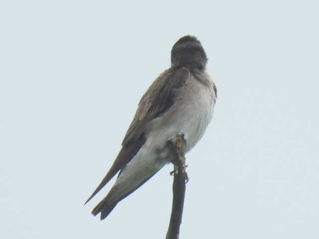 Northern Rough-winged Swallow - ML619171552